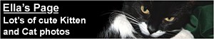 Ella's Page - Kitten photos and cat photos