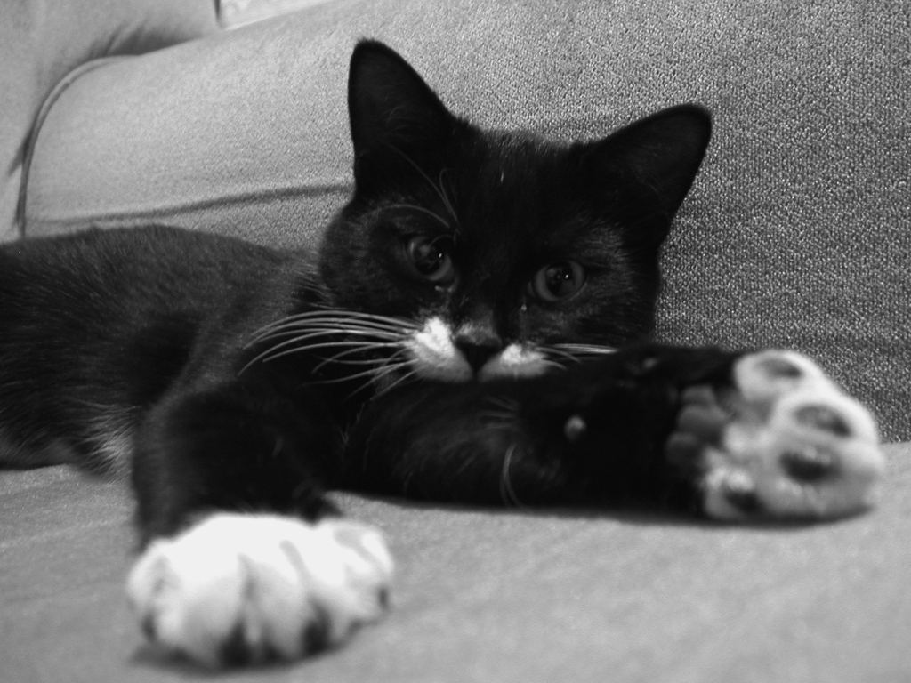 ella-kitten-photos-cat-photos-gallery-black-and-white-classic-pose-with-stretched-out-arms-and-paws.jpg