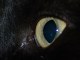 ella kitten photos cat photos extreme macro cats eye very close picture