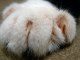 ella kitten photos cat photos pussy gallery extreme macro close up cats paw with claw visible