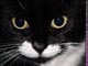 Kitten photos cat wallpaper backgrounds - ella face on